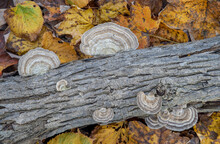 Turkey Tail Fungus On Log With Autumn Leaf Background