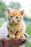Fototapeta Koty - A cute red-haired kitten with an interesting look is sitting in the garden on a bench