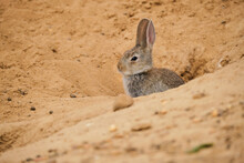 Cute Sylvilagus Audubonii Rabbit Peeking From Hole