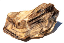 A Large Piece Of Petrified Wood. The Stone Of Layered Structure Is Isolated On A White Background