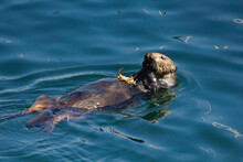 An Otter Snacking On A Crab