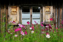 Pink Cosmos Flowers In Garden Next To Window With Shutters Of Wooden Cottage. Wdzydze Kiszewskie, Kashubia, Poland