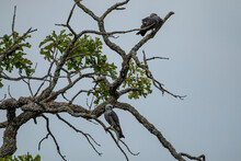 Mississippi Kites Sitting In Tree