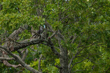 Mississippi Kite Sitting In Tree