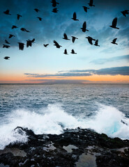 Wall Mural - sunrise and ocean and birds