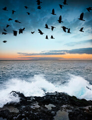 Canvas Print - sunrise and ocean and birds