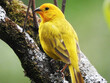 Pájaro canario amarillo