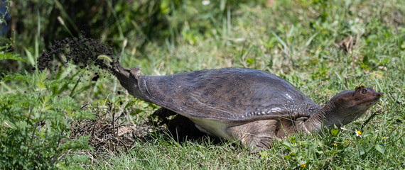 mamma soft shell turtle laying eggs