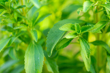 Wall Mural - Stevia rebaudiana. Low Calorie Vegetable Sweetener Stevia rebaudiana branch close up on blurred green garden background. sweet leaf sugar substitute.