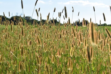 Wall Mural - Grass Stems in a Sunny Farm Field