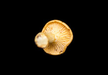 Yellow Forest Mushroom Lies On A Black Background