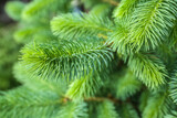 Fototapeta  - Closeup view of pine tree branches