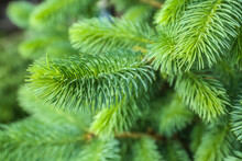 Closeup View Of Pine Tree Branches