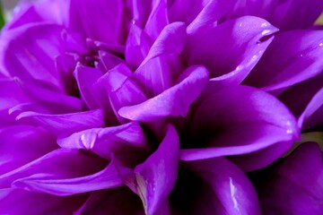  紫色のダリア