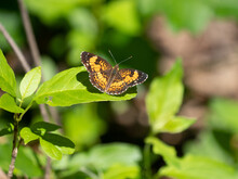 Butterfly On Leaf