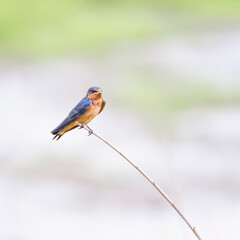 Wall Mural - Barn swallow in the Blackwater National Wildlife Refuge.Maryland.USA