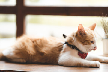 pet portrait of cute brown cat on table cafe, beautiful white fur kitten mammal animal background concept, adorable fluffy face and pretty eye tabby