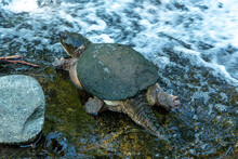 Snapping Turtle On The Creek Edge