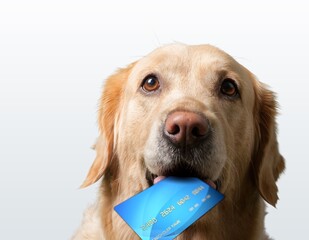 Poster - Cute puppy dog holding bank credit card in mouth, waiting online sale. Shopping investment banking finance concept