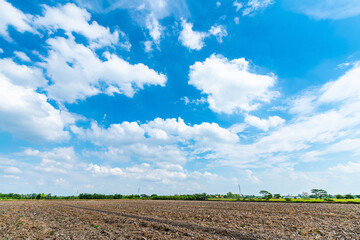 Wall Mural - landscape scenery a meadow soil in a rice field Preparation of paddy field for sowing the rice seed with fluffy clouds blue sky daylight background.