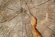Texture Of A Cut Tree Trunk With Annual Circles Close Up. Abstract Nature Backgrounds