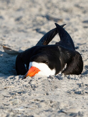 Wall Mural - A Black Skimmer On Eggs in Nest