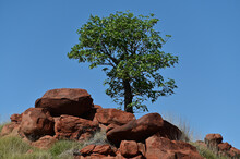 Lone Tree Gerowing On Red Rocks In Western Australia
