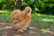Silkie chicken, An unusual breed poultry with fluffy like wool feathers and black leather.
