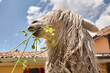 Lama, Alpaka, Südamerika.
