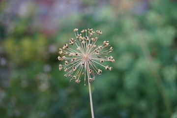 Poster - flower of a dandelion