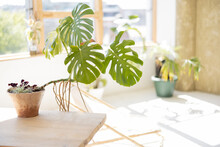 Sunny Room With Green Plants In Flower Pots