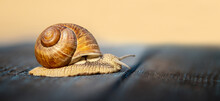Grape Snail Crawls On A Wooden Table