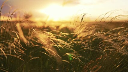 close-up wheat spikelets on field on beautiful nature sunset andscape on sun rays . grown rich harve