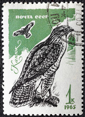 Wall Mural - Soviet Union - circa 1965 : Cancelled postage stamp printed by Soviet Union, that shows Common Buzzard Buteo buteo , circa 1965.