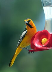 Wall Mural - close up of male bullock's oriole perched on a hummingbird feeder in summer in broomfield, colorado