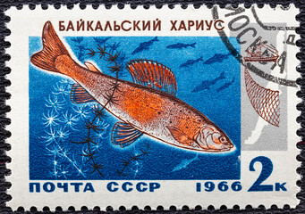 Wall Mural - USSR - CIRCA 1966: A stamp printed in USSR shows Baikal grayling, series Commercial fish of Lake Baikal , circa 1966