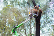 © Austockphoto - Arborist tree felling tradie cutting down a dangerous tree from garden
