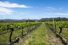 Grapevines In Rows With New Spring Growth Sprouting In Vineyard In Pokolbin Hunter Valley