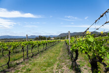 Grapevines In Rows With New Spring Growth Sprouting In Vineyard In Pokolbin Hunter Valley