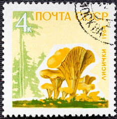 Wall Mural - USSR - CIRCA 1964: stamp printed in the USSR Russia shows mushrooms in background of the forest with the inscription Cantharellus cibarius from the series Mushrooms , circa 1964