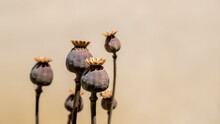 Dry Opium Poppy On Black Background.