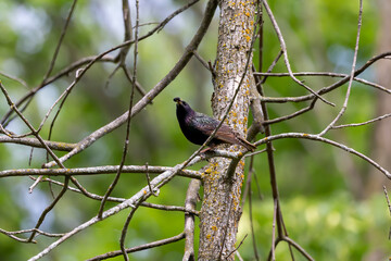 Canvas Print - European Starling (Sturnus vulgaris) wih mulberry. Bird. Every spring, European starlings nesting in the trees of city parks. Natural scene from Wisconsin.