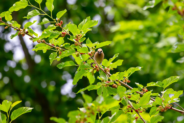 Wall Mural - The cedar waxwing (Bombycilla cedrorum) on a mulberry tree