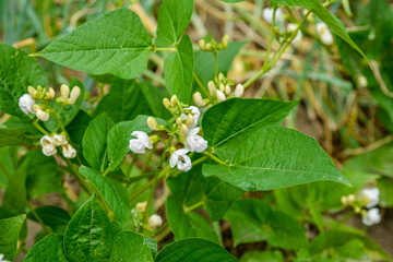 Canvas Print - green bean plant cultivated in the garden