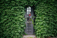 Wrought Iron Door Covered With Green Ivy Leaves