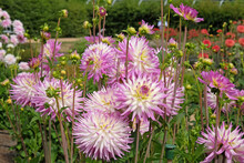 Dahlia 'Clearview Cameron' In Flower.