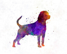Rottweiler In Watercolor