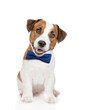 Smart Jack russell terrier puppy wearing tie bow looks at camera. isolated on white background