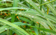 A lot of green grass with close-up water drops  in sunlight background