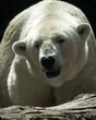 Wielki niedźwiedź polarny zmierza w twoją stronę